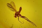 Detailed Fossil Fungus Gnat (Mycetophilidae) In Baltic Amber #170089-2